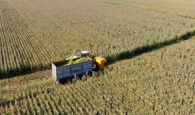 Erzincan'da silajlık mısırın hasadı yapılıyor
