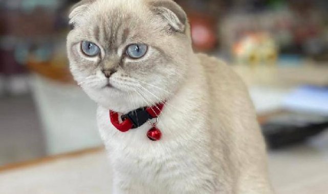 Esenyurt'ta silahlı kedi kavga; yoldan geçen kurye vuruldu