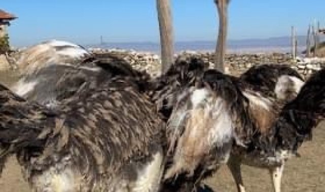 Eskişehir'de hobi bahçesindeki 2 adet deve kuşu firar etti