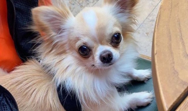 Evin önünden çalınan köpeği polis ekipleri buldu