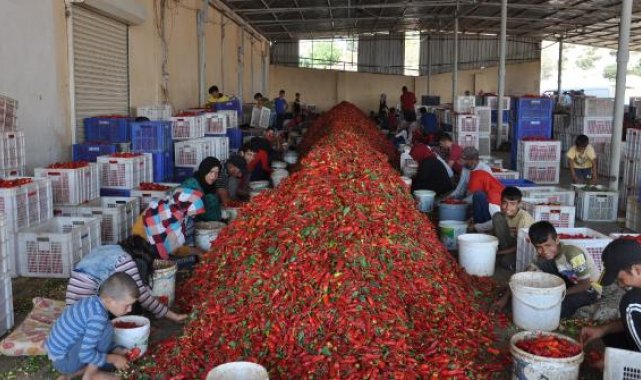 Gaziantep'te 5 bin tarım işçisi, biber temizleyerek geçimini sağlıyor