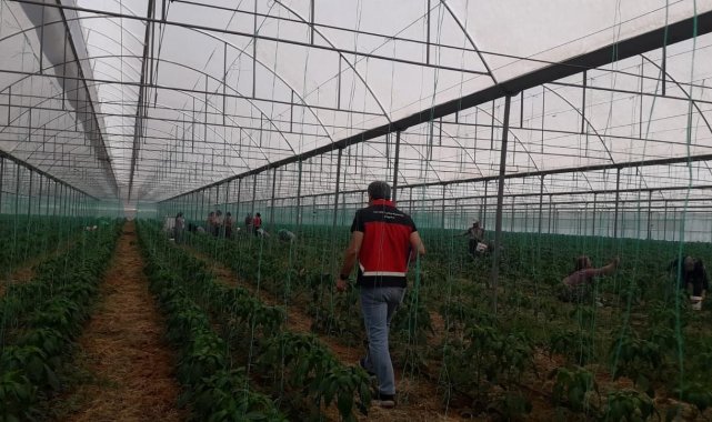 Gazipaşa'da Akdeniz meyve sineği ile mücadele başlatıldı