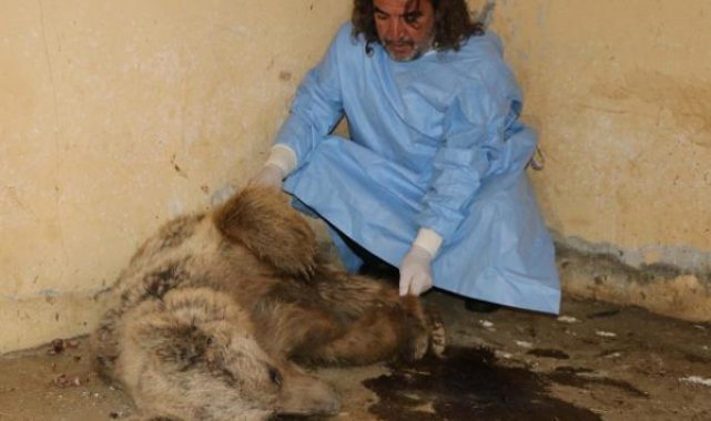 Hakkari'de bulunan ayı düşen kaya parçalarıyla değil, ateşli silahla yaralanmış