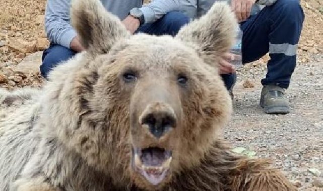 Hakkari'de dağdan kopan kaya parçalarıyla yaralanan ayı tedaviye alındı
