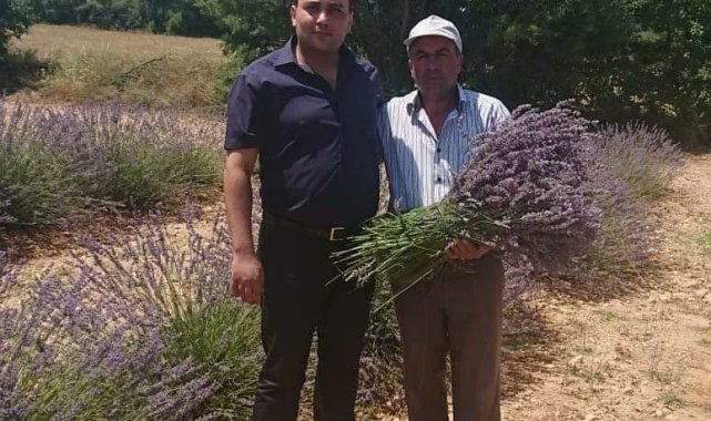Hasat sonrası 2 ton 900 kilogram lavanta yağı elde edildi