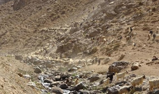 Huzur ortamıyla birlikte yaylalarda hayvan sayısı arttı