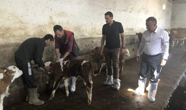 Iğdır'da şap aşılama programı başlatıldı