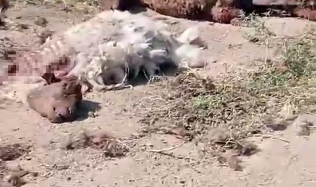Iğdır'da yol kenarında küçükbaş hayvan ölüleri bulundu