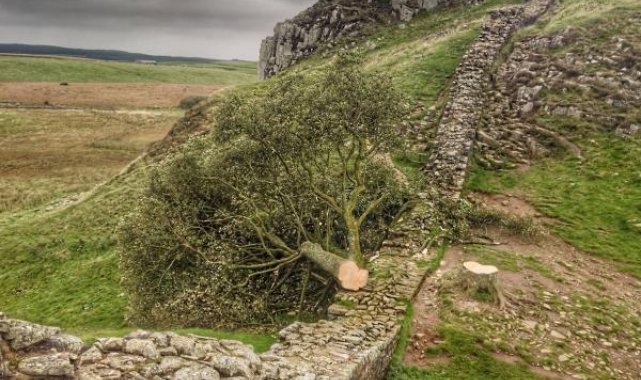 İngiltere'de yaklaşık 300 yıllık ikonik bir ağacı kesen genç gözaltında