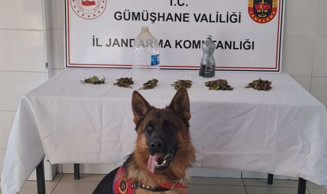 Jandarma'dan Şiran'da uyuşturucu operasyonu