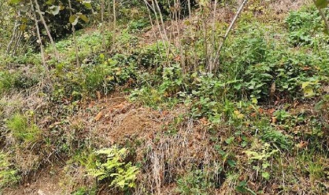Kamyonet fındık bahçesine devrildi: 1 ölü, 1 yaralı