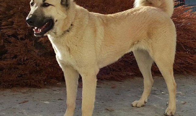 Kangal köpekleri için hazırlanan projeye 740 bin TL'lik destek