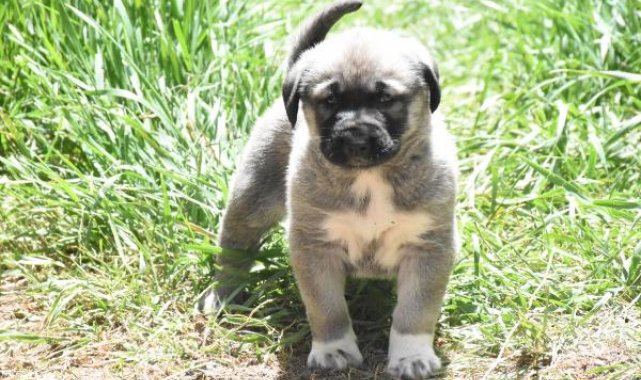 Kangal köpeklerinin eğitilebilirliği 'yapay zeka' ile ortaya çıkarılacak