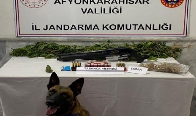 Kenevir yetiştiren şahıs yakalandı