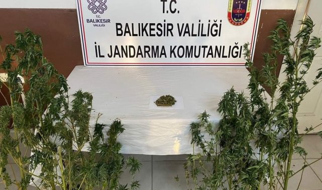 Kenevir yetiştirilen eve baskın