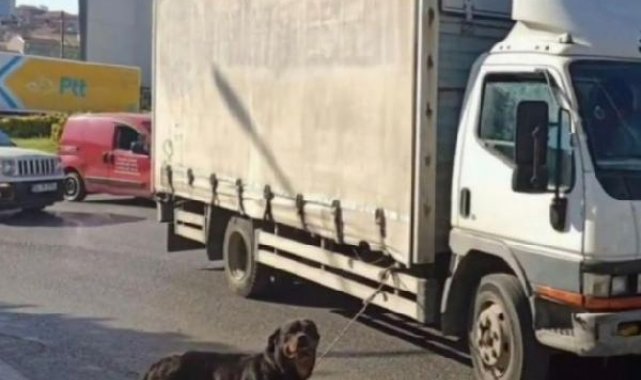 Köpeği kamyonete bağlayan sürücüye 4 bin 554 lira ceza