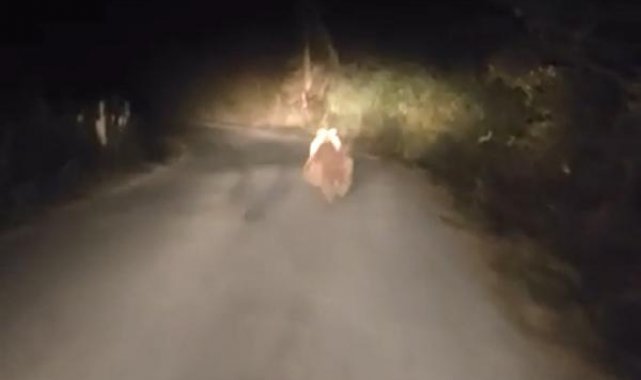 Köy yolunda otomobilin önüne ayı çıktı
