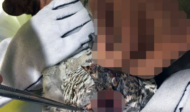 Kursağı yırtılan atmaca tedavi edildi
