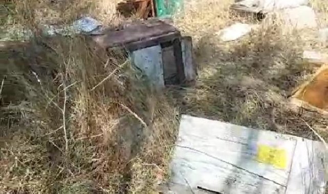Mahalleye inen ayılar, arı kovanlarını parçaladı