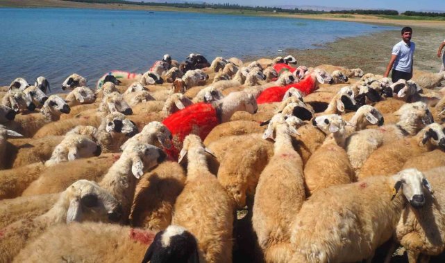 Malatya'da koç katımı şenliği düzenlendi