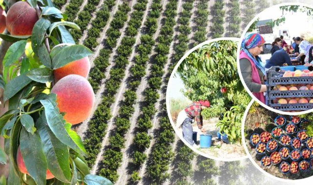Pamukkale'de şeftali hasadı başladı