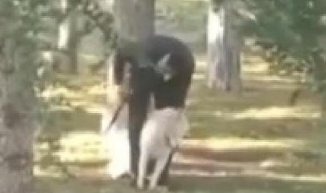 Parkta köpeğe sopalı-yumruklu saldırıya takipsizlik kararı