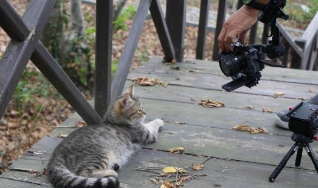 Samsun'daki 'Kedi Kasabası, Tayland televizyonunda belgesel oluyor