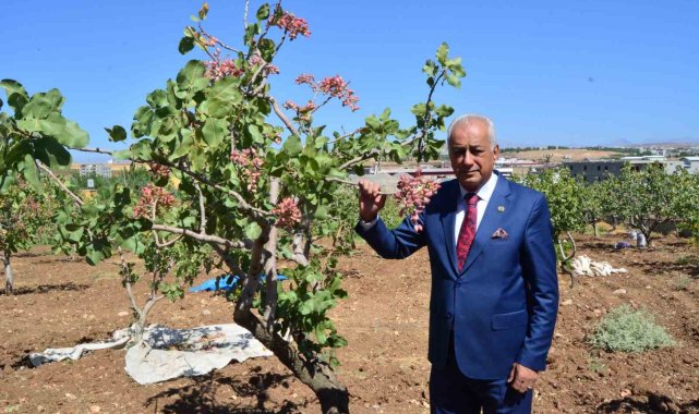 Siirt'te fıstık hasadı başladı