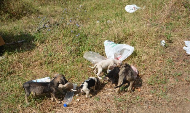 Sinop Mertoğlu köyünde başıboş köpek sorunu