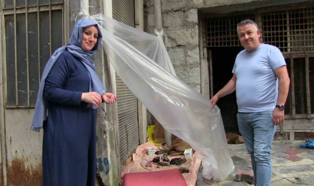 Sokak köpeği ve 12 yavrusuna esnaf sahip çıktı