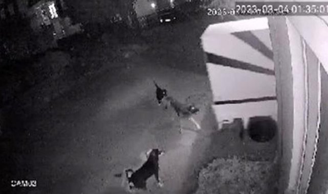 Sokak köpekleri, baba- oğlun korkulu rüyası oldu