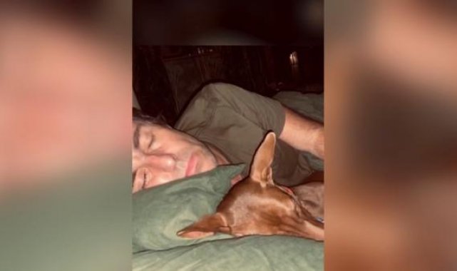 Tayland'daki sokak köpeğinin başına talih kuşu kondu