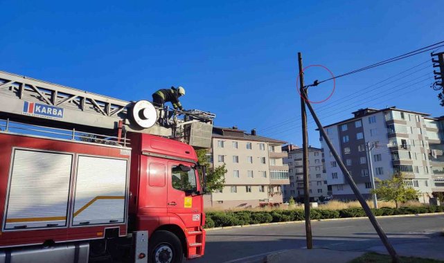 Telefon kablosunda mahsur kalan yavru kediyi itfaiye kurtardı