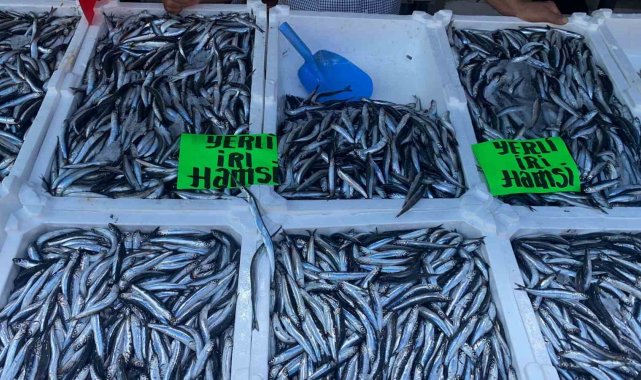 Zonguldak'ta hamsinin kilosu 80 liradan alıcı buldu
