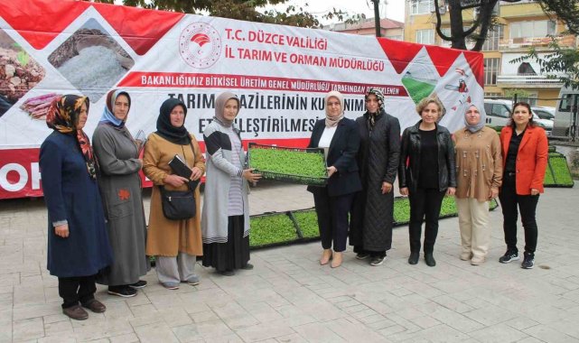 350 bin marul fidesi dağıtıldı