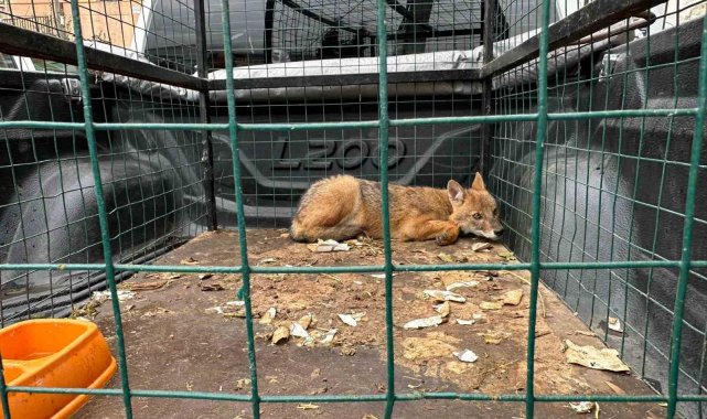 4 Ekim Dünya Hayvanları Koruma Gününde Artvin'de çakal ve baykuş doğaya bırakıldı
