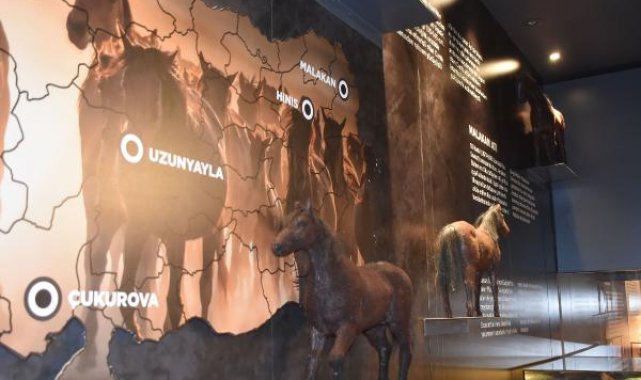 Anadolu'nun savaş atı 'Uzunyayla' ırkı müzede tanıtılıyor