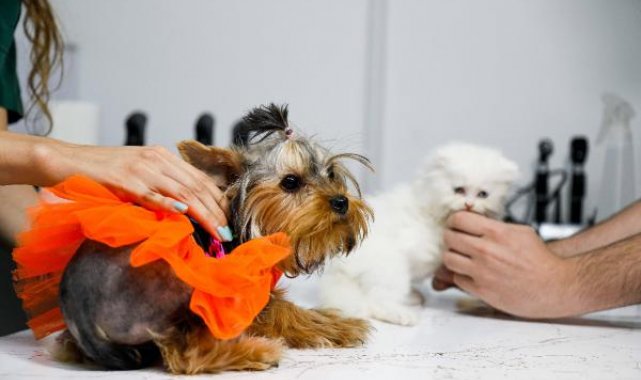 Antalya'da kedi ve köpekler için sağlık sigortasına yoğun ilgi