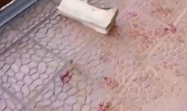 Artvin'de kayak merkezinin kapıları kırıldı, eşyalar kullanılamaz hale geldi; şüpheli ayılar