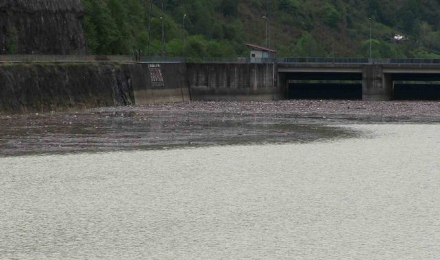 Artvin'de sel suları Muratlı Baraj gölünü çöplüğe döndürdü