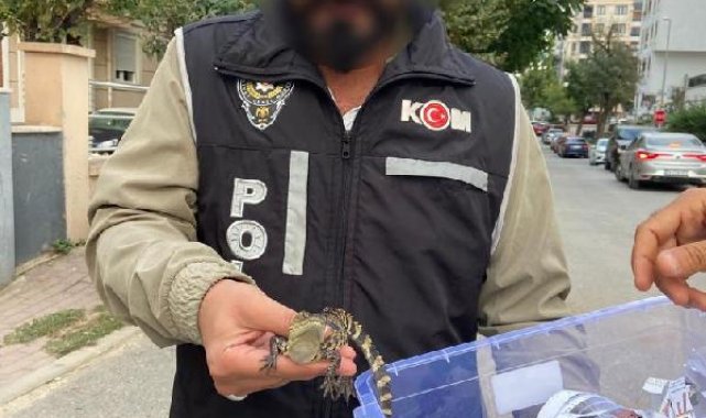 Ataşehir'de evinde Nil timsahı besleyen şüpheli gözaltına alındı