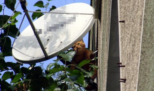 Avcılar'da 4. kattan düşen kediyi itfaiye kurtardı