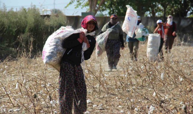 Aydın Ovası'nda 'kalıntı pamuk' mesaisi