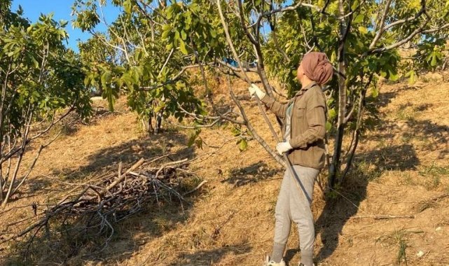 Aydın'da incir hasadı sona erdi
