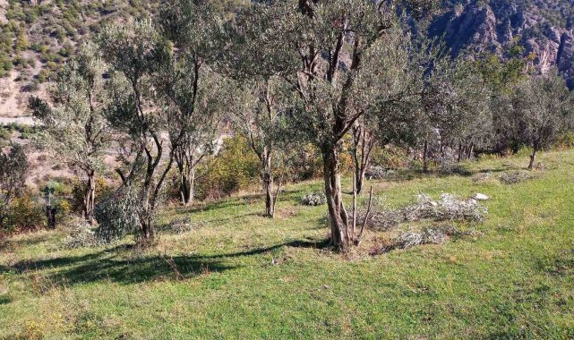 Ayılar bu kez zeytin ağaçlarına dadandı