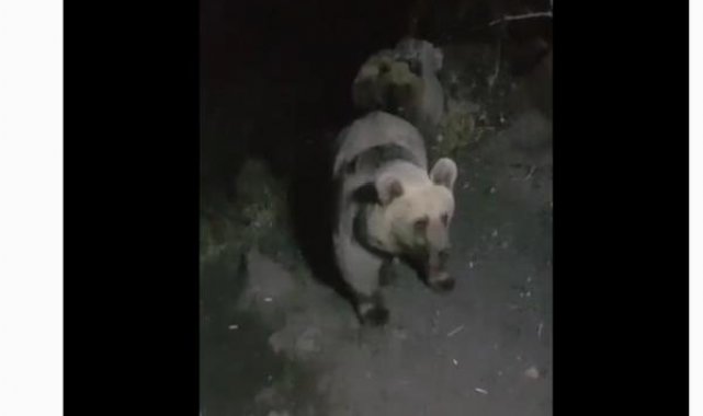 Boz ayılar, Su Yönetimi ekiplerinin kamerasında