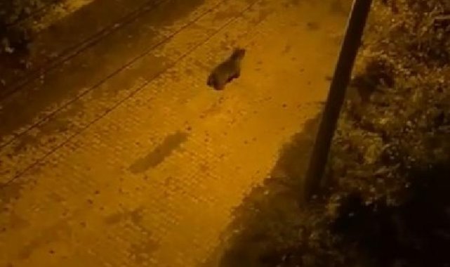 Bozayı sokaklarda yemek aradı; o anlar kamerada