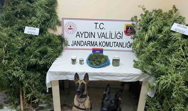 Bozdoğan'da uyuşturucu operasyonu