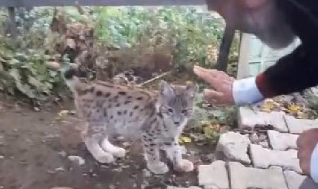 Bulup doğaya bıraktığı vaşak yavrusu, geri döndü