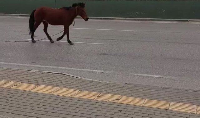 Bursa'da anayola çıkan at tehlike saçtı